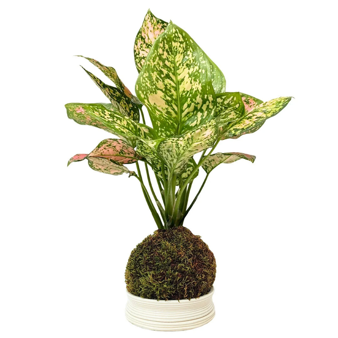 kokedama risultato finale dopo averlo composto 