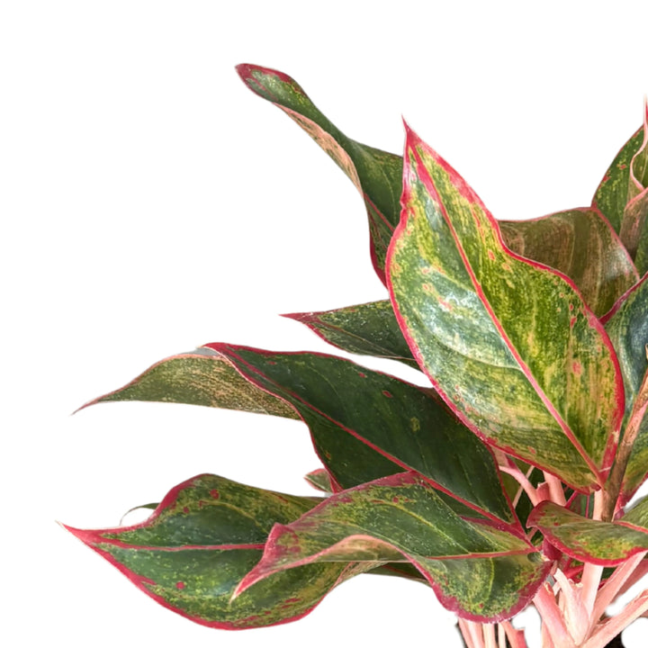 Aglaonema Sam Orlala - dettaglio ravvicinato delle foglie con margini rossi brillanti e venature verdi