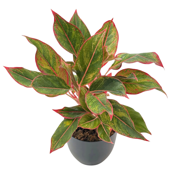 Aglaonema Sam Orlala - pianta decorativa con foglie verdi bordate di rosso in vaso nero, per arredamento moderno