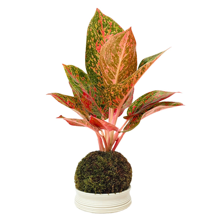Kokedama Aglaonema Sab Mongkol con scatola regalo