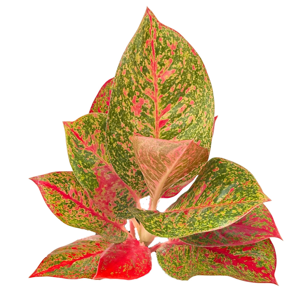 Vista dall’alto dell’Aglaonema Sab Mongkol, con foglie compatte e maculature rosso brillante su sfondo verde.
