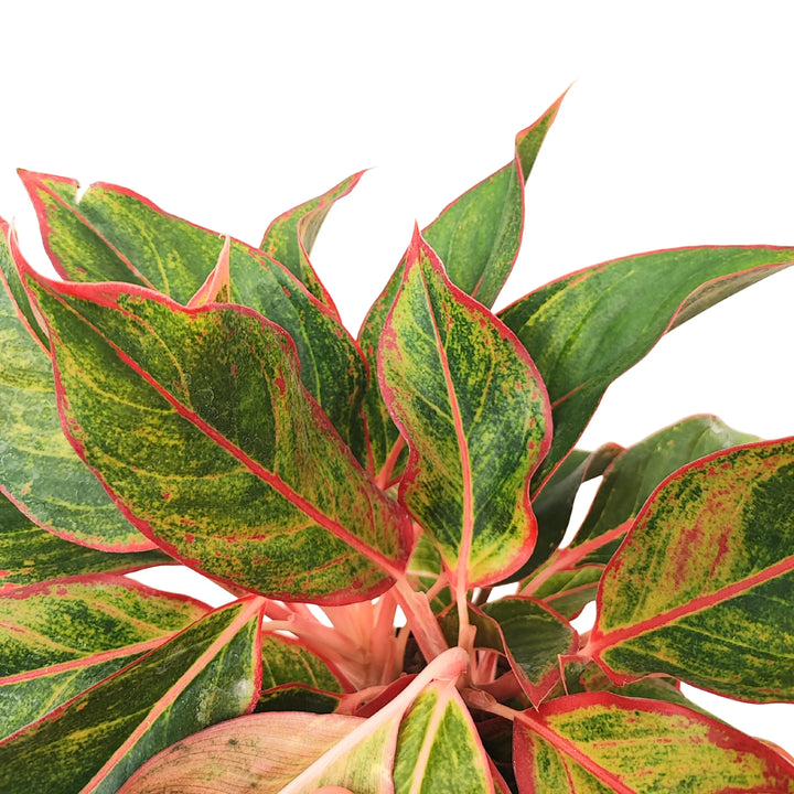 Aglaonema Sam Orlala - primo piano delle foglie con sfumature verdi, gialle e bordature rosse