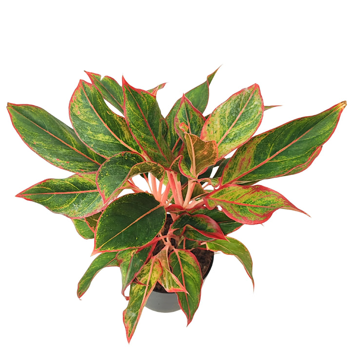 Aglaonema Sam Orlala - vista dall'alto della pianta con disposizione radiale delle foglie verdi e rosse