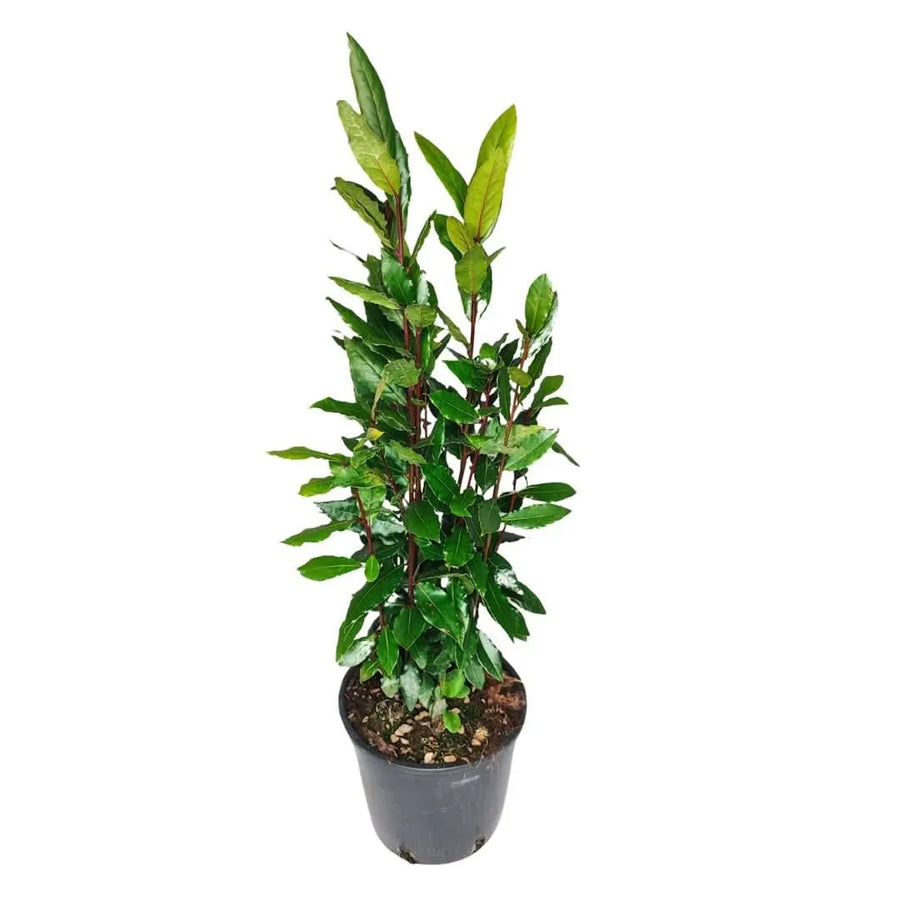 Alloro Laurus Nobilis - pianta in vaso da 18 cm, altezza 120 cm, con foglie verdi lucide