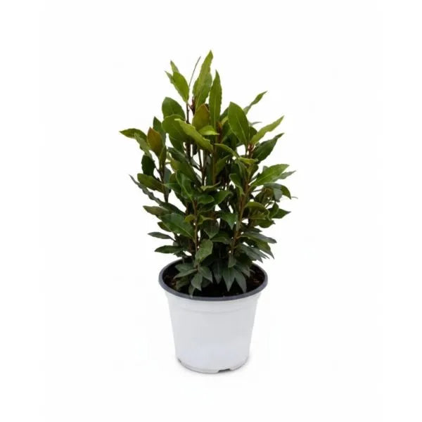 Laurus Nobilis (Alloro) - pianta aromatica in vaso D.14 con foglie verdi lucide su sfondo chiaro