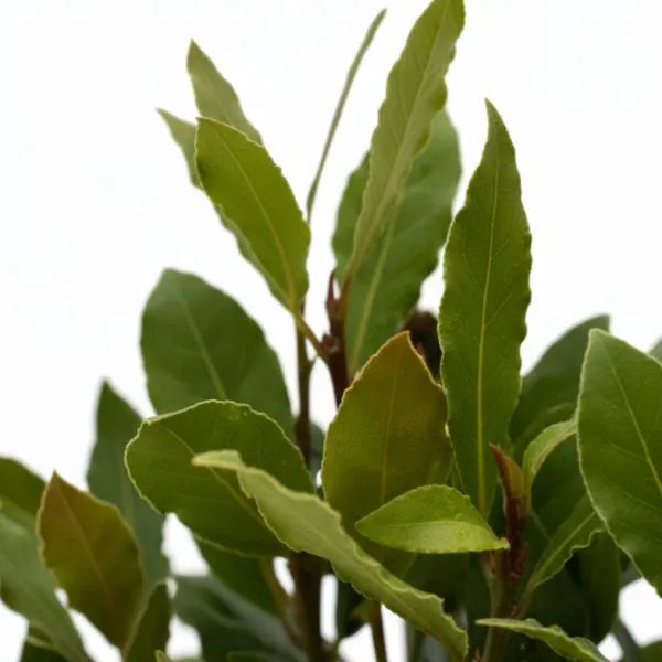 Laurus Nobilis (Alloro) - dettaglio ravvicinato delle foglie verdi e lucide