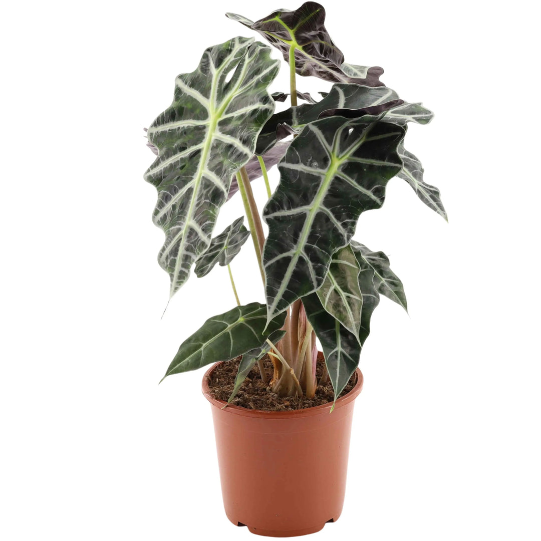 Alocasia Polly - pianta tropicale senza vaso, con foglie scultoree
