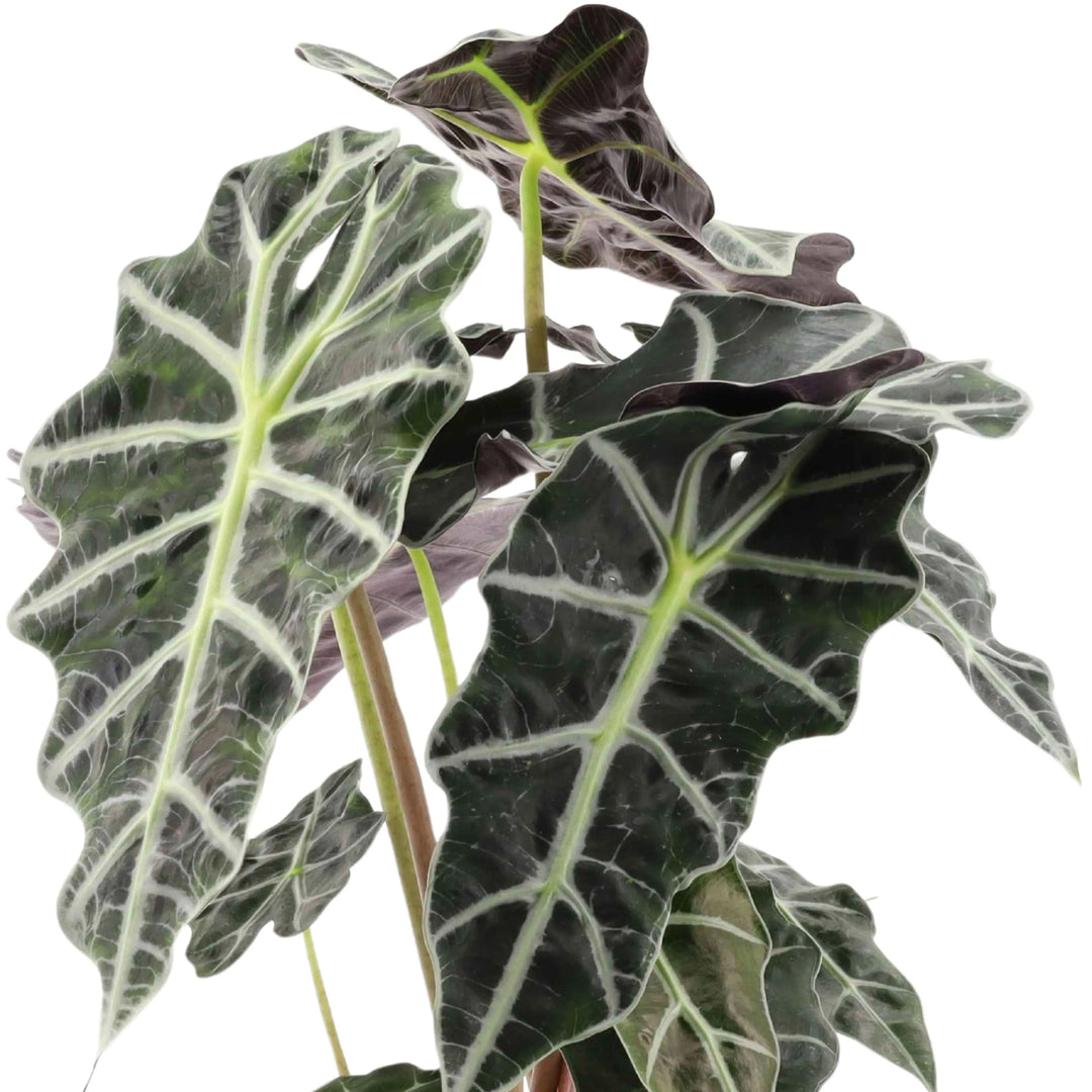 Alocasia Polly foglie - dettaglio foglia con venature bianche e verde scuro