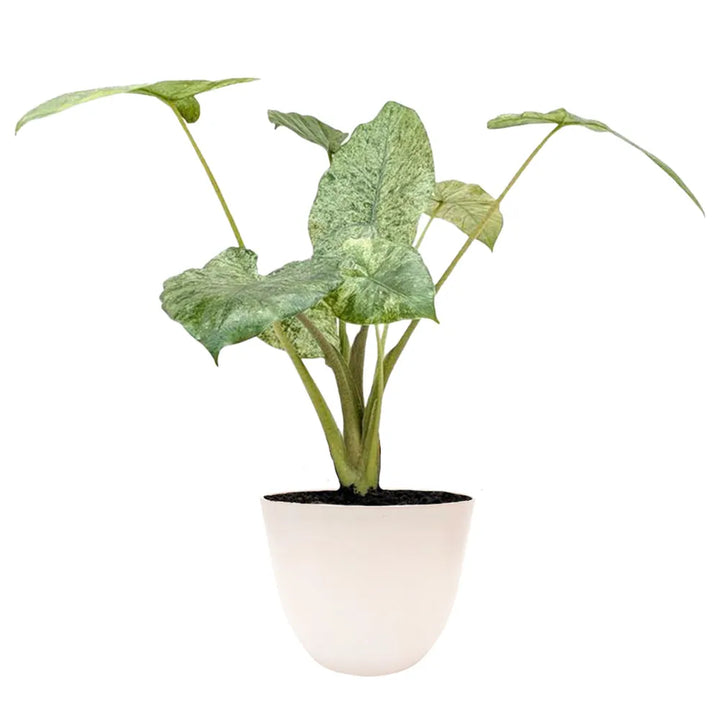 Alocasia Camouflage 50 cm - pianta da interno con foglie variegate e coprivaso bianco