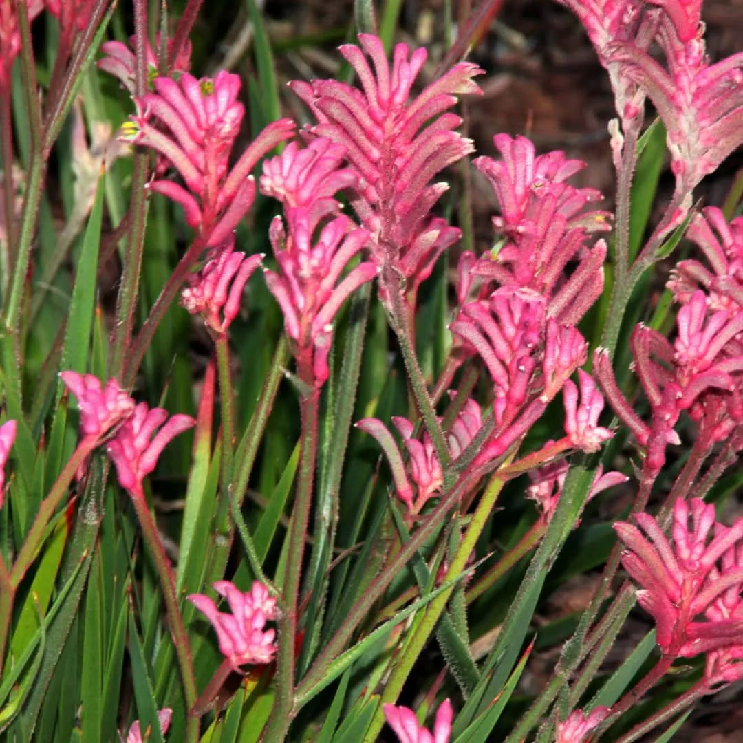 Anigozanthos fioritura - Dettaglio dei fiori tubolari rosa della Zampa di Canguro