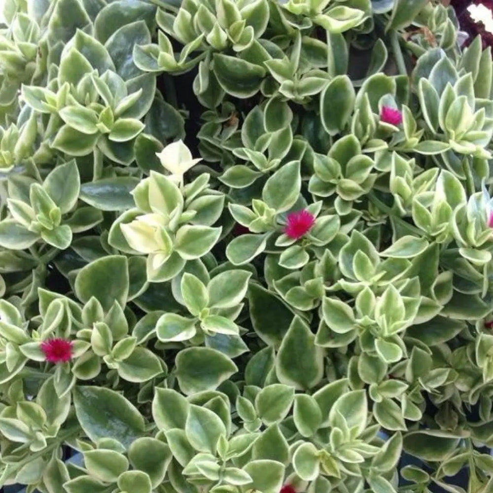 Aptenia Variegata cura - Dettaglio del fogliame variegato e piccoli fiori rosa-fucsia