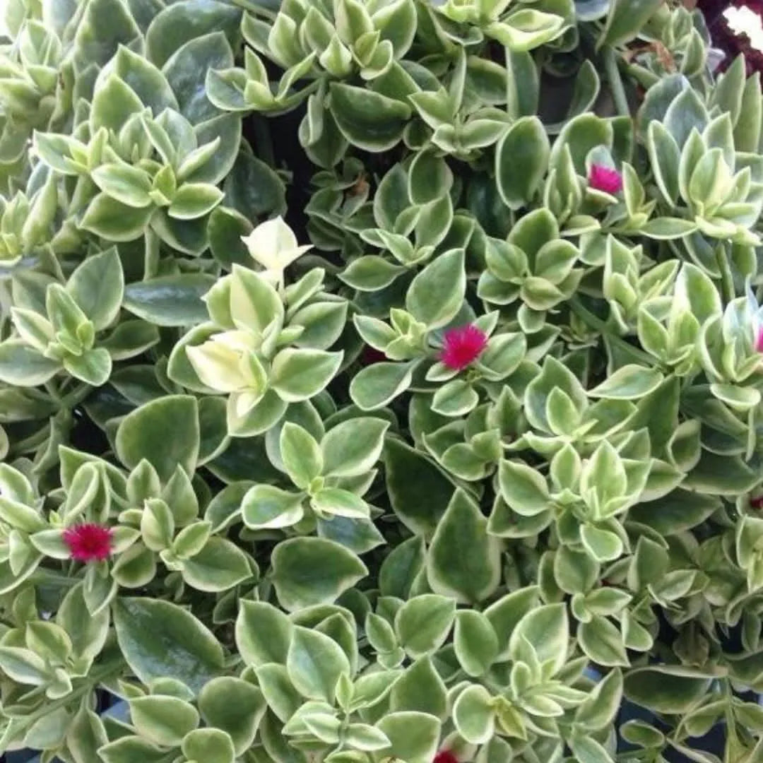 Aptenia Variegata cura - Dettaglio del fogliame variegato e piccoli fiori rosa-fucsia