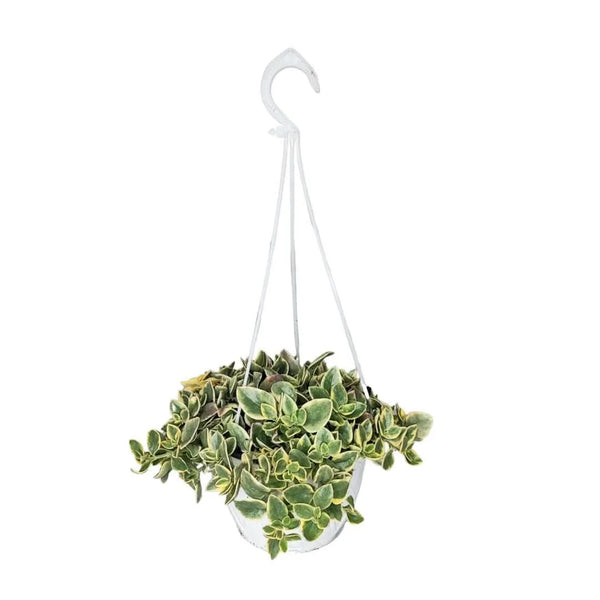 Aptenia Variegata vaso basket