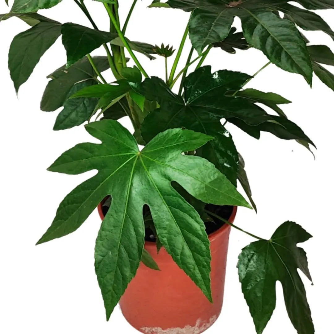 Aralia Sieboldii - esemplare robusto e rigoglioso in un giardino ben curato