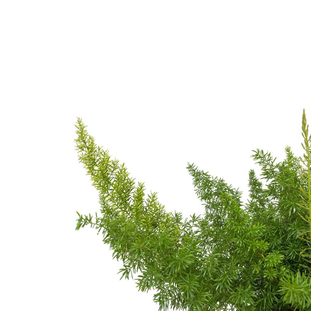 Asparagus Meyeri fern - dettaglio del fogliame piumoso e denso della pianta