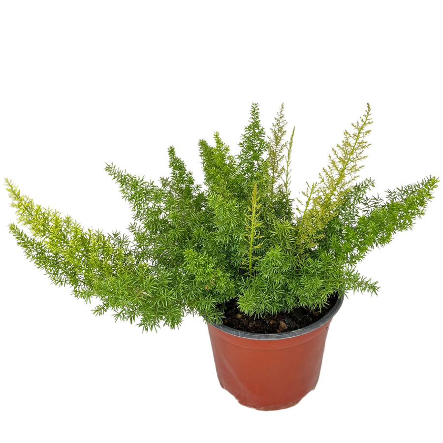 Asparagus Meyeri - pianta coda di volpe ornamentale da esterno con fogliame verde piumoso in vaso