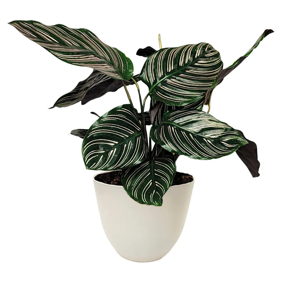 Calathea Ornata - pianta da interno con foglie striate rosa in vaso decorativo