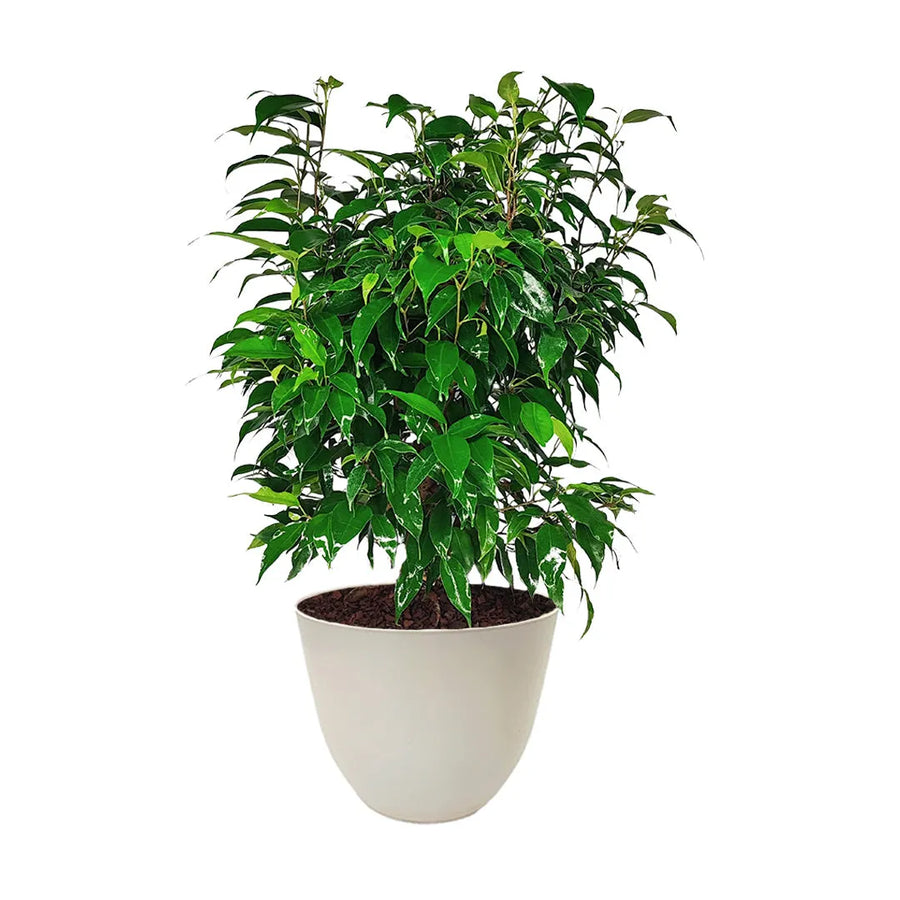 Ficus Benjamin in vaso - pianta verde elegante per interni con foglie lucide e coprivaso