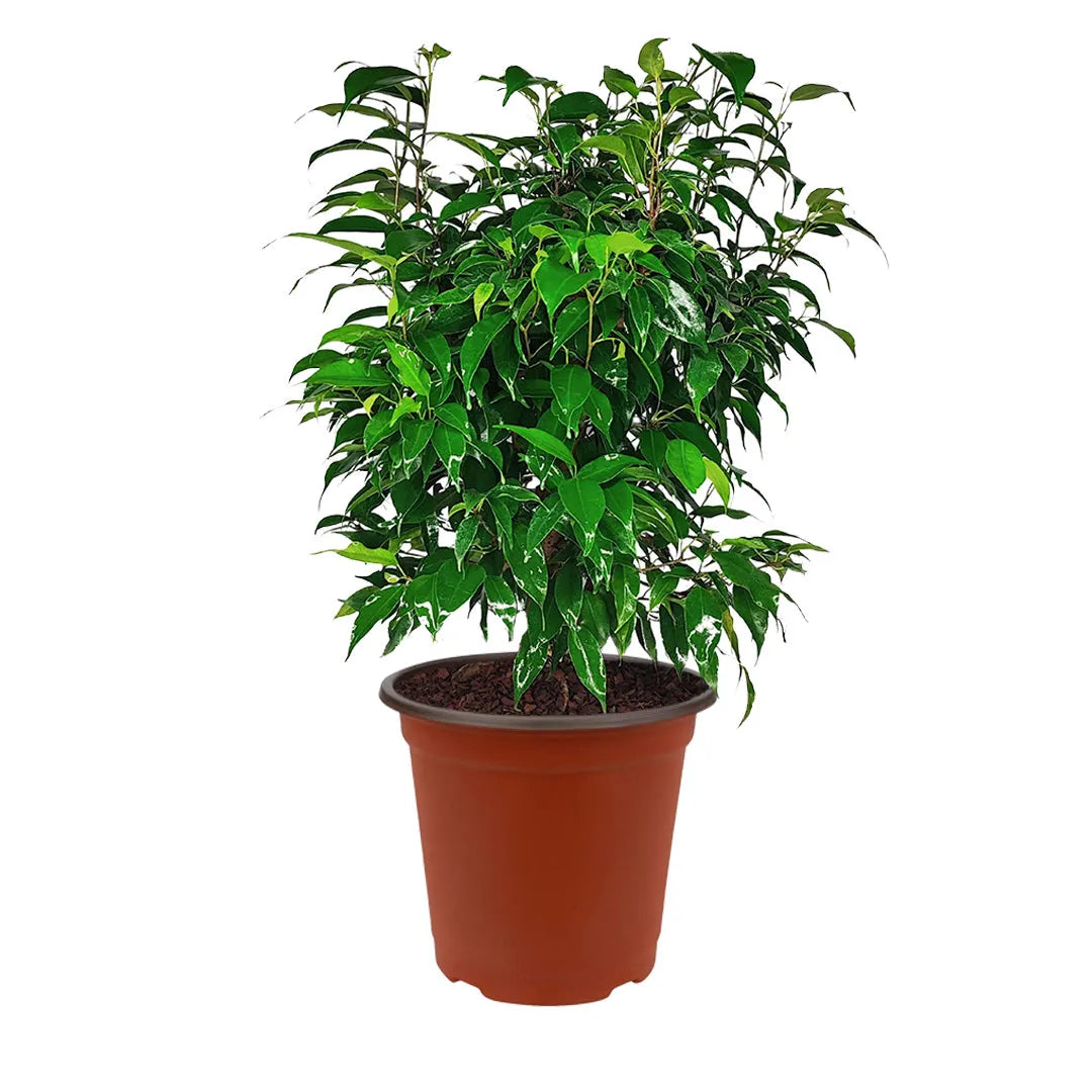 Ficus Benjamin in vaso - pianta con coprivaso verde in un angolo della casa