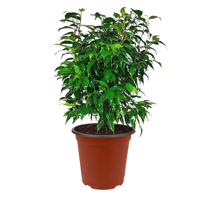Ficus Benjamin in vaso - pianta con coprivaso verde in un angolo della casa