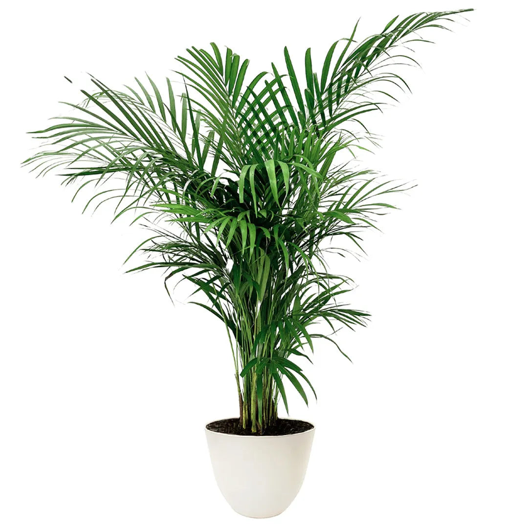 Areca Lutescens - pianta da interno elegante in vaso nero da coltivazione