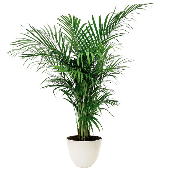 Areca Lutescens - pianta da interno elegante in vaso nero da coltivazione