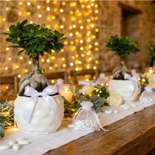 Bonsai Ficus Ginseng - esemplare come bomboniera su tavolo da matrimonio illuminato