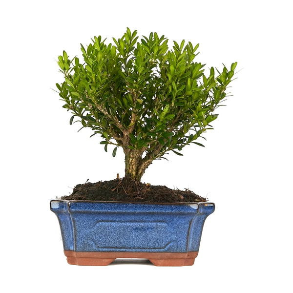 Bonsai 6 anni Buxus harlandii - Collezione Premium