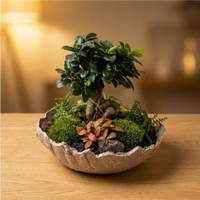 Géoterrarium avec bonsaï D.31