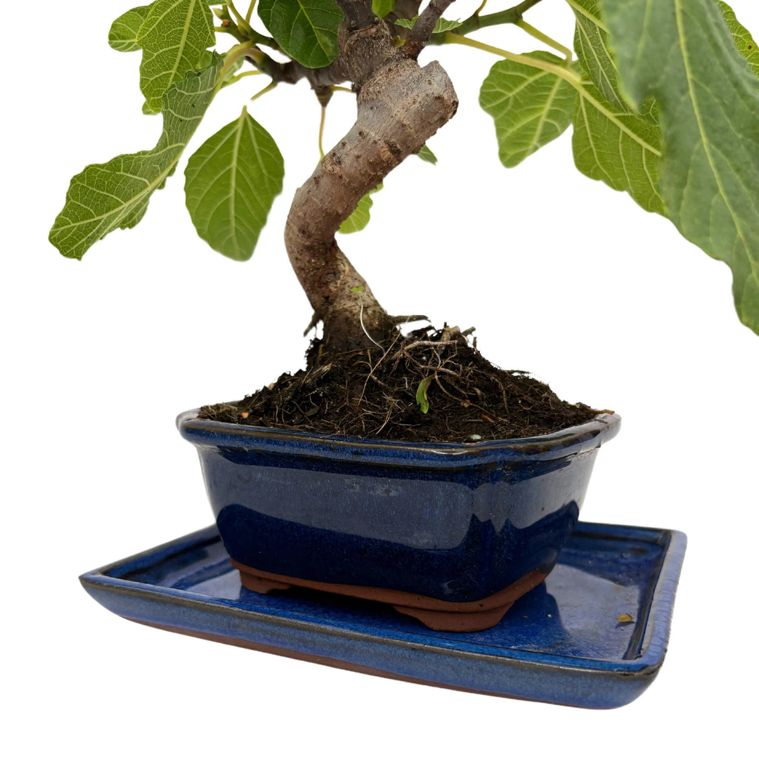 Bonsai Ficus Carica - Dettaglio della base del tronco e radici in vaso smaltato blu