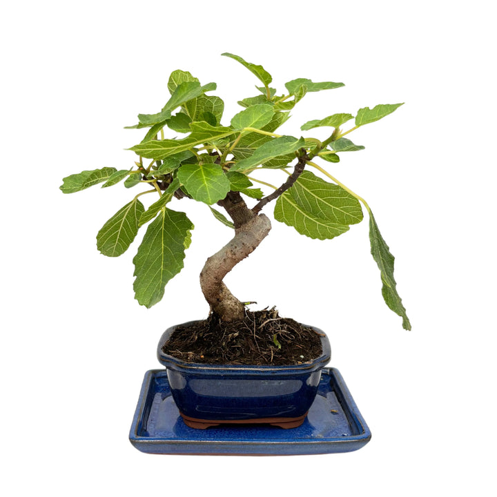 Bonsai Ficus Carica 7 anni - Esemplare di fico con chioma ampia da un'angolazione diversa