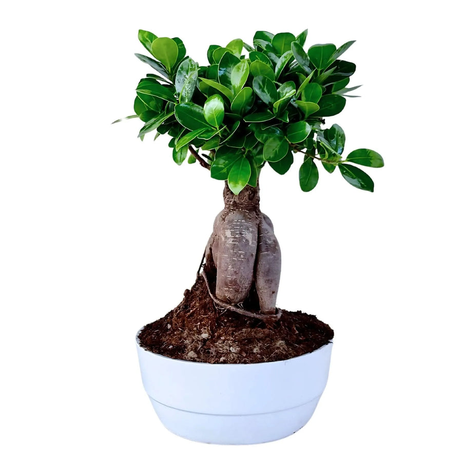 Bonsai Ficus Ginseng 50cm in vaso di ceramica 'Novara' - pianta da interno elegante