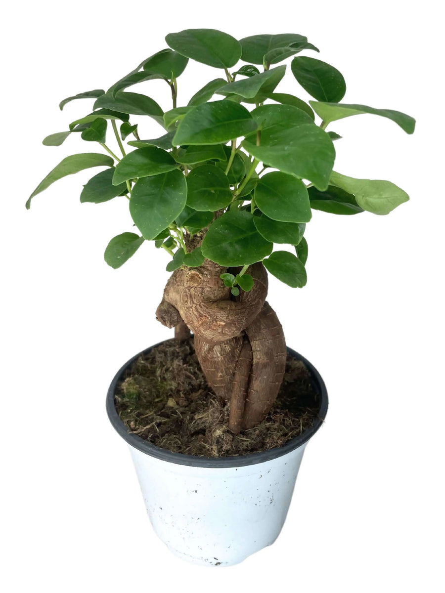 Bonsai Ficus Ginseng Mini - pianta da interno in vaso bianco, vista frontale su sfondo chiaro