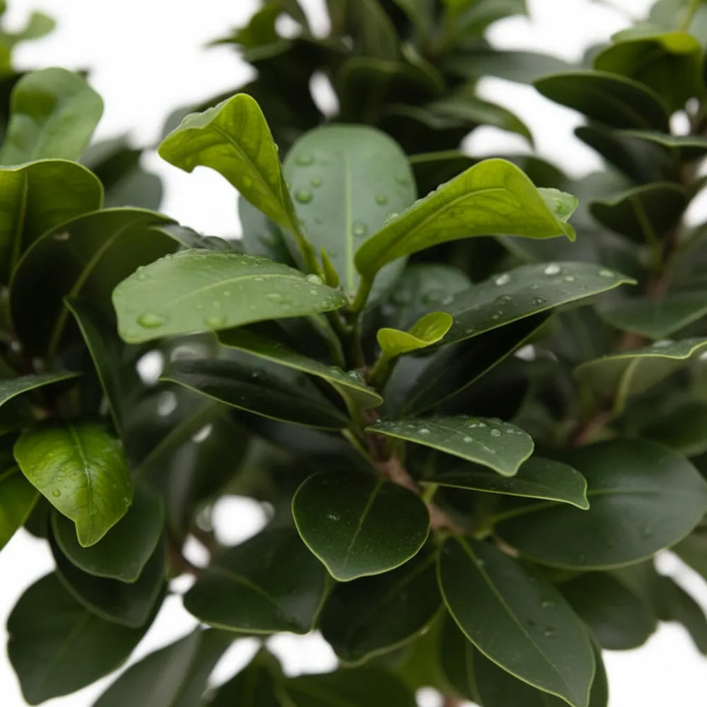 Bonsai Ficus Ginseng - dettaglio foglie verdi lucide e tronco scultoreo
