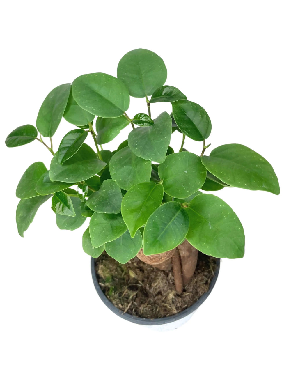Bonsai Ficus Ginseng Mini - vista dall'alto con chioma verde compatta e radici aeree