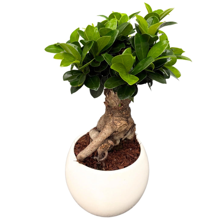 Bonsai Ficus Ginseng in vaso di ceramica sferico bianco, con radici esposte e chioma verde compatta