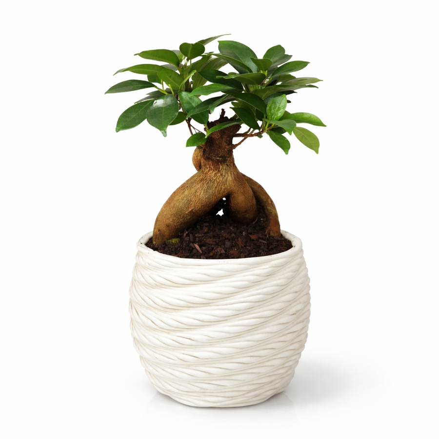 Bonsai Ficus Ginseng - pianta in vaso artigianale Carina in argilla bianca su sfondo chiaro, vista frontale