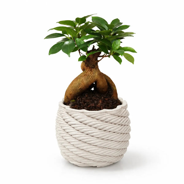 Bonsaï ficus ginseng en pot artisanal Carina D.10 en argile