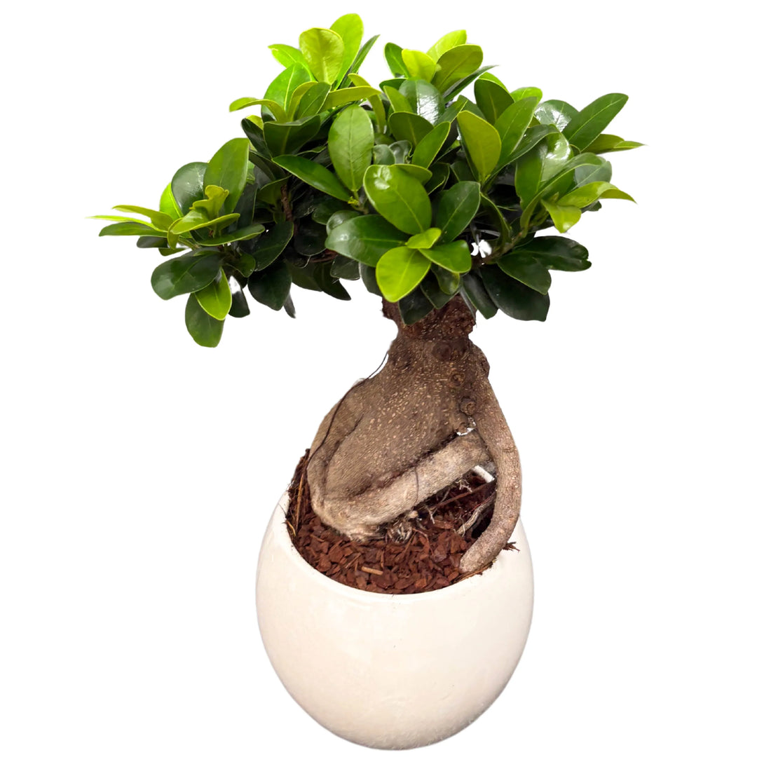 Bonsai Ficus Ginseng con vaso ceramica sferico, tronco scolpito e fogliame verde intenso