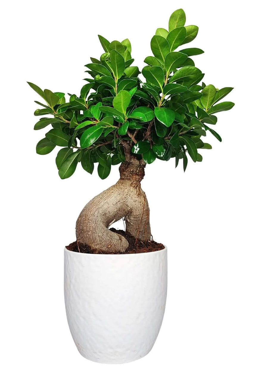 Bonsai Ficus Ginseng 50 cm – pianta da interno con tronco intrecciato e vaso Boston moderno
