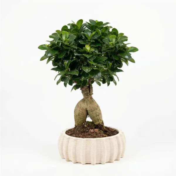 Bonsai Ficus Ginseng - pianta con chioma compatta e radici esposte in vaso ovale di ceramica artigianale