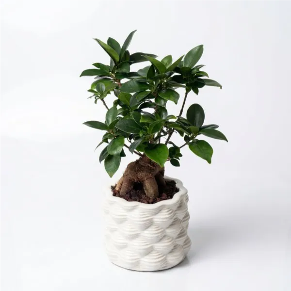 Bonsai F. Ginseng in vaso di ceramica smaltata bianco