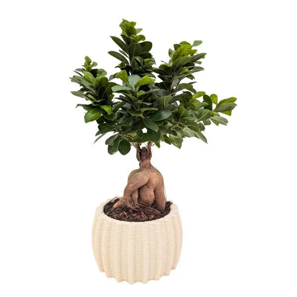Bonsai Ficus Ginseng - pianta ornamentale da interno in vaso di ceramica artigianale Dioniso