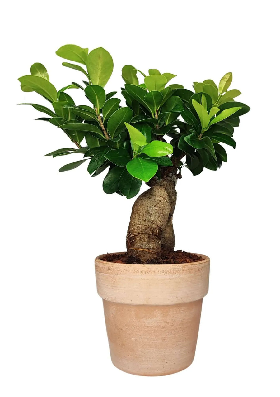 Bonsai Ficus Ginseng 45 cm in vaso di terracotta, pianta da interni elegante