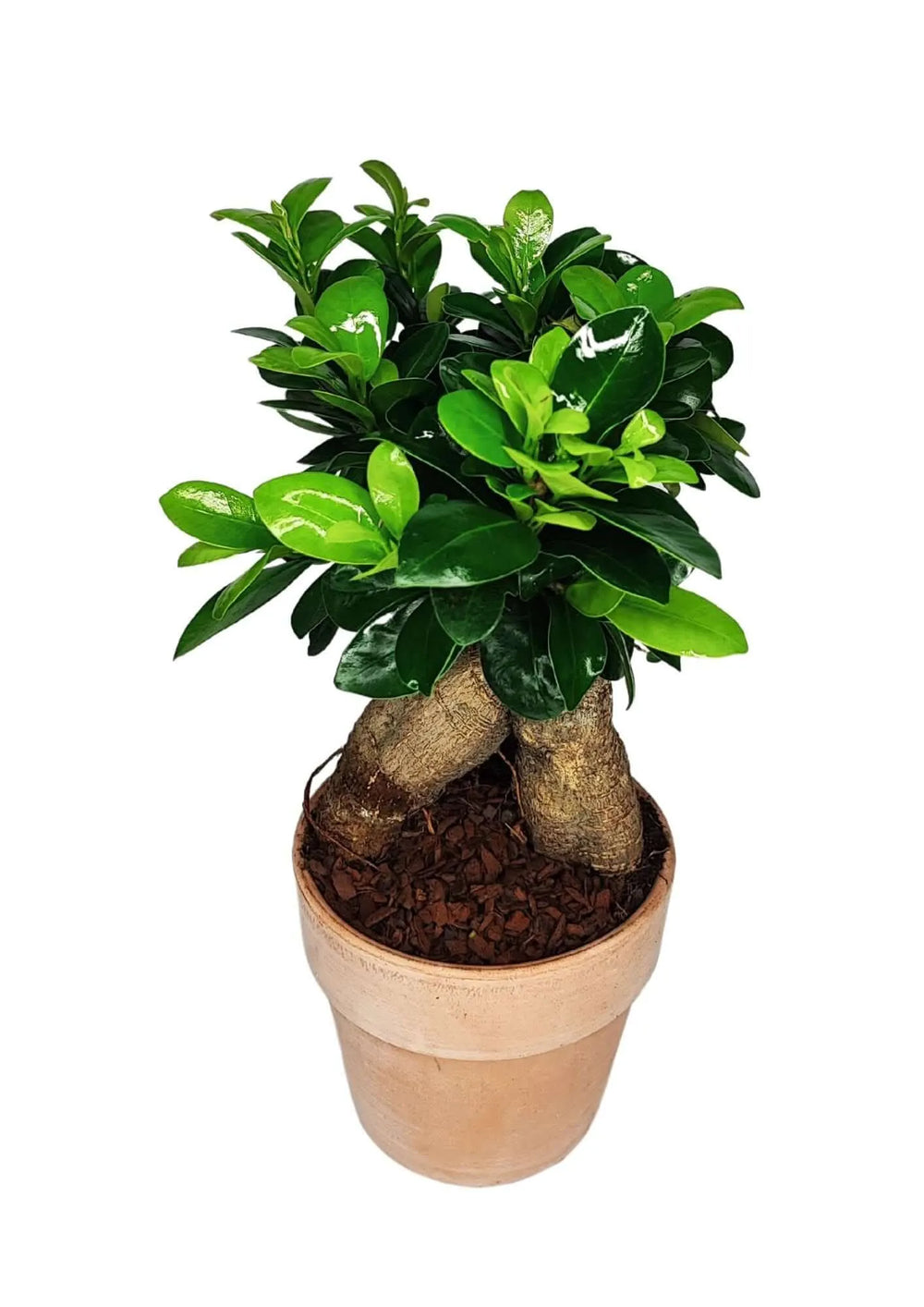Bonsai Ficus Ginseng con tronco scultoreo e foglie lucide, ideale per arredamento