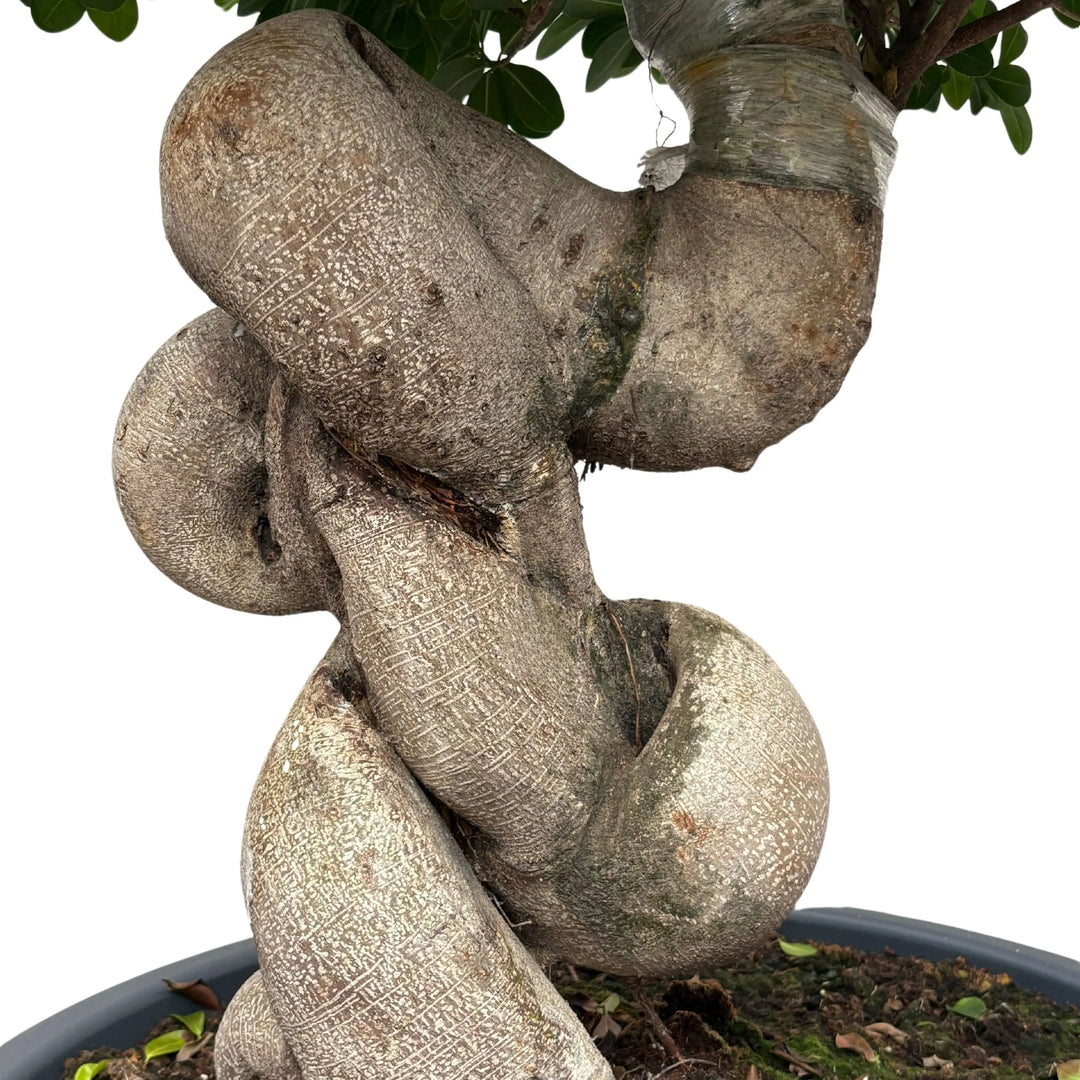 Primo piano del tronco intrecciato a forma di drago del Ficus Ginseng