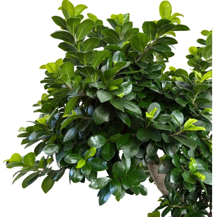 Chioma verde compatta e lucida del Bonsai Ficus Ginseng Microcarpa