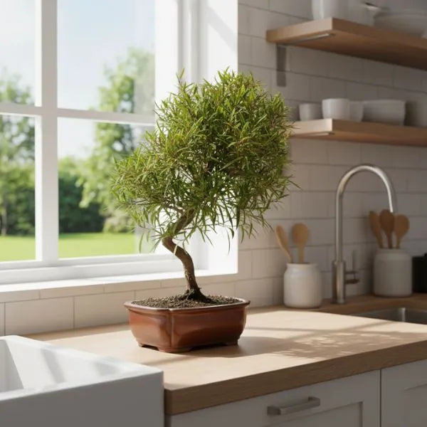 Bonsai Ficus Neriifolia in vaso basso di ceramica marrone, posizionato su piano cucina vicino finestra luminosa
