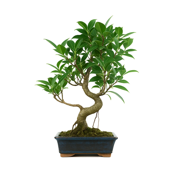 Bonsai 8 anni Ficus retusa - Collezione Premium