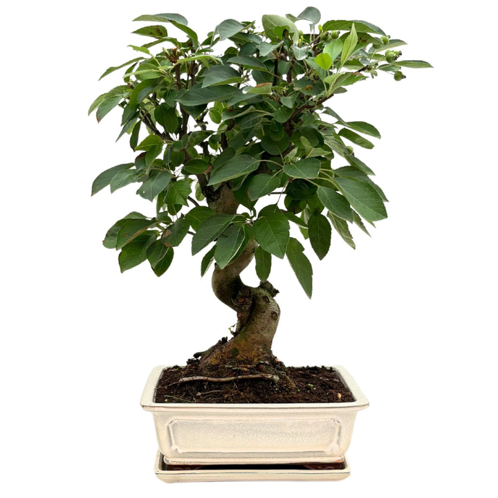 Bonsai di Melo di 14 anni in vaso smaltato bianco, vista frontale con foglie verdi e piccoli frutti.

